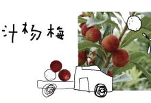 【喜茶】东魁杨梅，树上熟，不赶早-羊毛妈妈