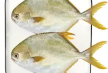 京东翔泰深海金鲳鱼900g,到手23.23元,肉滑少刺超鲜美-羊毛妈妈